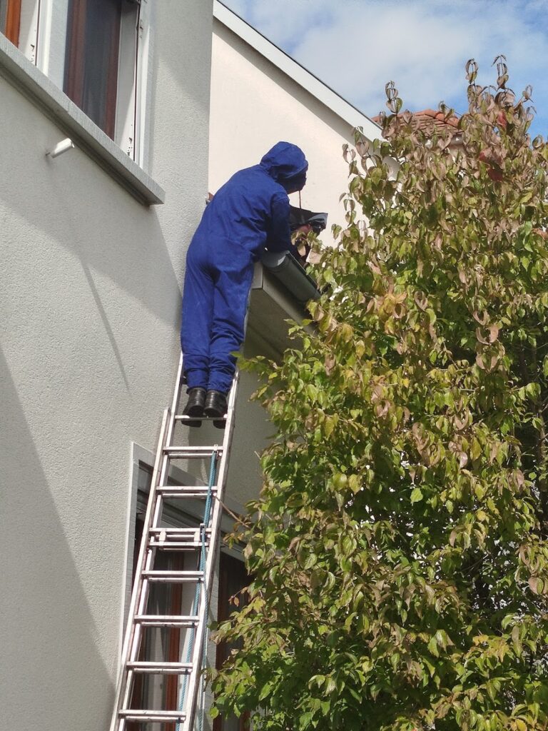 Guêpes Controle : Nid guêpes frelons Haguenau