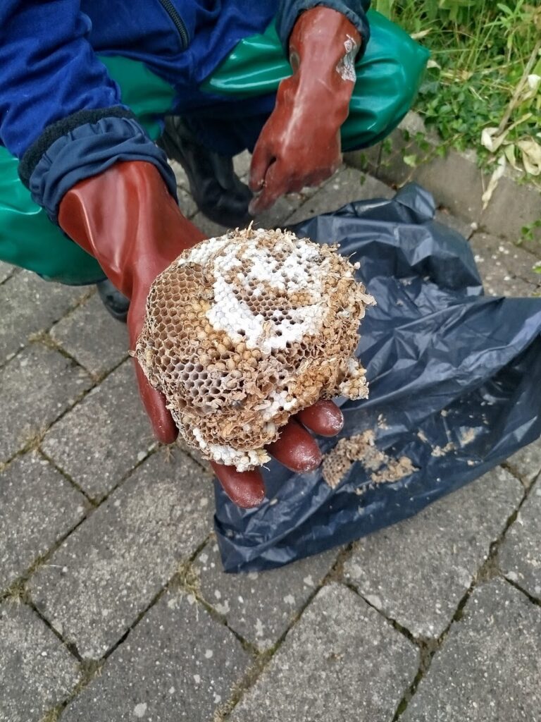 Guêpes Controle : Nid guêpes frelons Haguenau